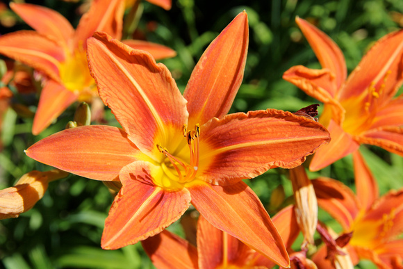 tiger lillies