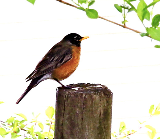 robin