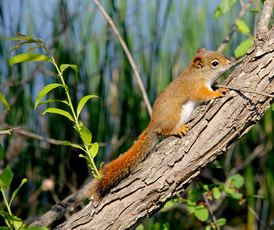 little red  squirrel