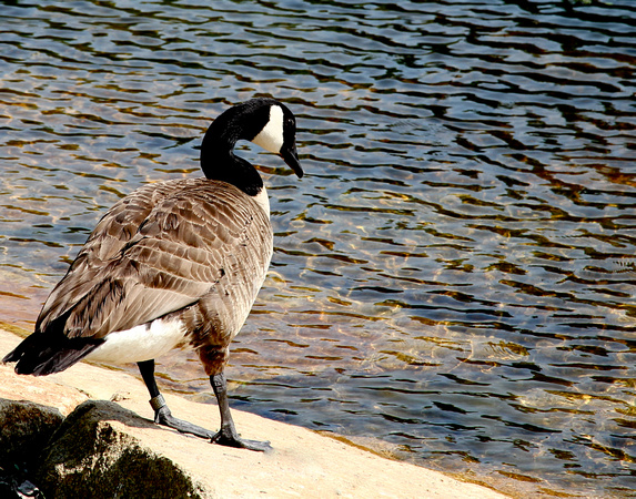 canada goose